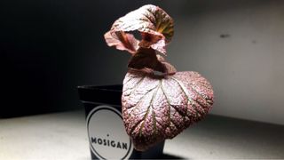 （分類：）位於 。 由 mosigan 提交（商品編號 1108934878，圖片 1）。簡介： 。