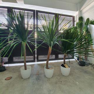 Yucca Plant Indoor/Outdoor Multi-heads