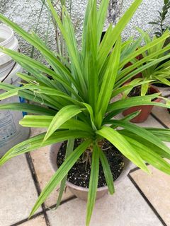 （分類：）位於 。 由 g_garden 提交（商品編號 1109167154，圖片 1）。簡介： 。