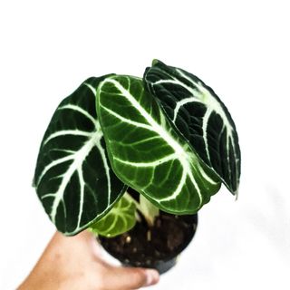 (Category: ) located in . Submitted by botanico_ (Listing ID 1109282042, Image 1). Description: .