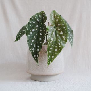 (Category: ) located in . Submitted by komo.pots (Listing ID 1109248311, Image 1). Description: .