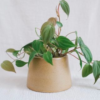 (Category: ) located in . Submitted by komo.pots (Listing ID 1109244920, Image 1). Description: .