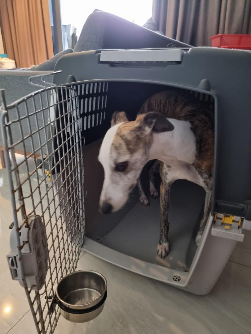 Dog Travel Crate IATA Approved Dog Carrier Pet Supplies Homes
