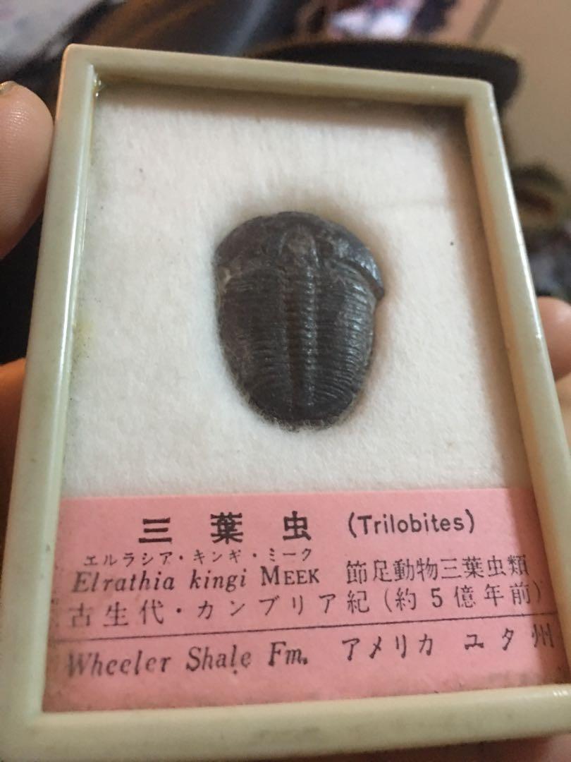 Elrathia Kingi Trilobites Fossilthis Is A 500 Million Years Old Rush Sale Need Fund Hobbies Toys Memorabilia Collectibles Vintage Collectibles On Carousell