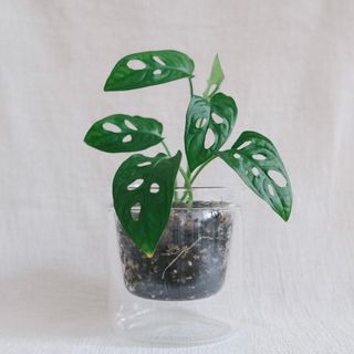 (Category: ) located in . Submitted by komo.pots (Listing ID 1109245129, Image 1). Description: .