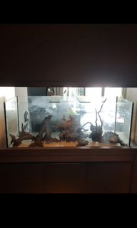 (Category: ) located in . Submitted by softshellcrab999 (Listing ID 1109347001, Image 1). Description: .