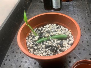 (Category: ) located in . Submitted by verde_botanical (Listing ID 1109195319, Image 1). Description: .