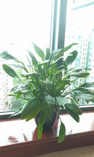 (Category: ) located in . Submitted by a_khan (Listing ID 1109165190, Image 1). Description: .