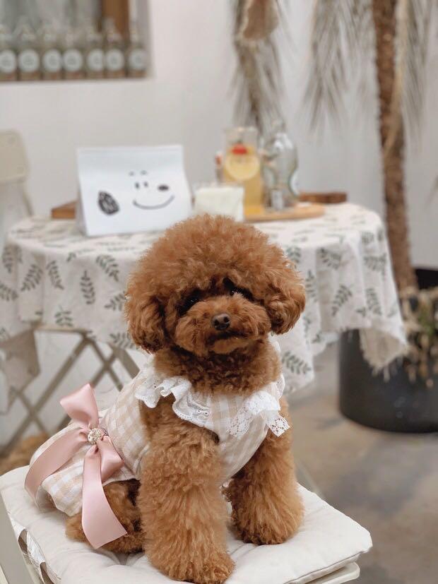 Poodle in clothes online