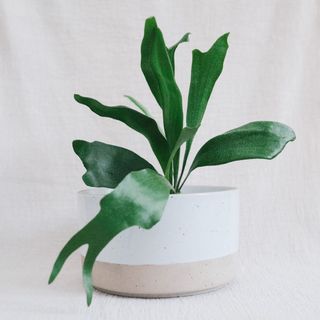 (Category: ) located in . Submitted by komo.pots (Listing ID 1109244334, Image 1). Description: .