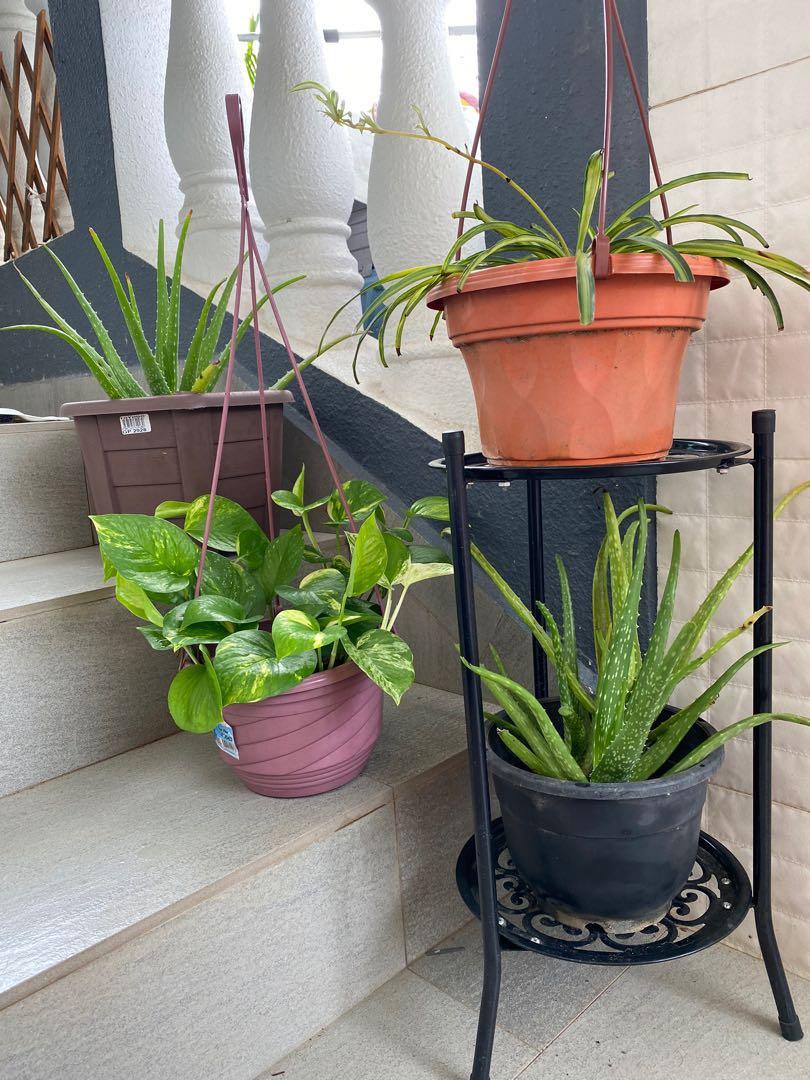 Indoor Oxygen Plants, Furniture & Home Living, Gardening, Plants