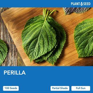 Perilla Herb Seeds [100 Seeds]