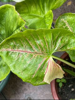 (Category: ) located in . Submitted by plantologist07 (Listing ID 1107495136, Image 1). Description: .
