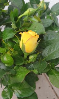 (Category: ) located in . Submitted by gn_gardens (Listing ID 1109426957, Image 1). Description: .