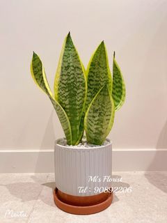 （分類：）位於 。 由 mikeegarden 提交（商品編號 1109658874，圖片 1）。簡介： 。