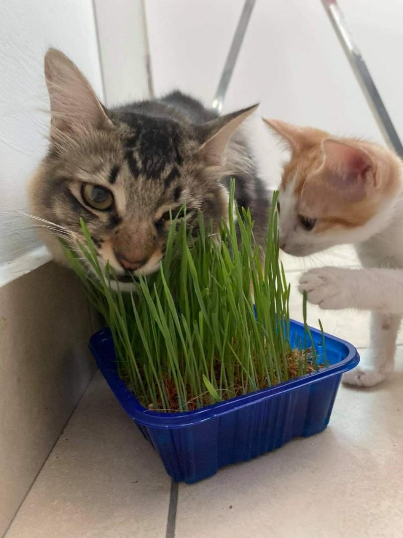 READY) Cat grass (Full grown) / Rumput kucing (sedia Ada), Pet 