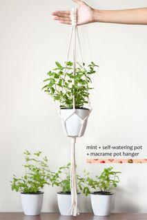 Mint in self-watering pot & macrame pot hanger, Strawberry mint, Moroccan mint, pot holder, plant hanger, plant holder, hanging plant, macrame rope