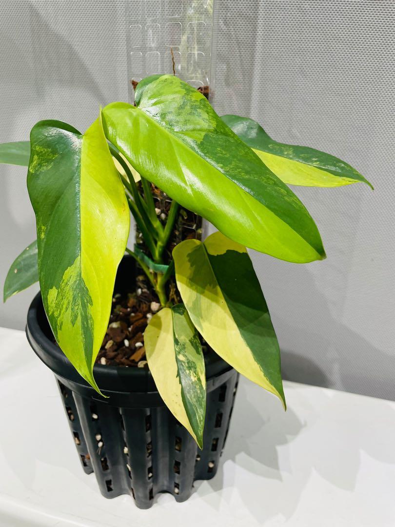 Philodendron Bipennifolium Violin Variegated Furniture Home Living Gardening Plants Seeds On Carousell