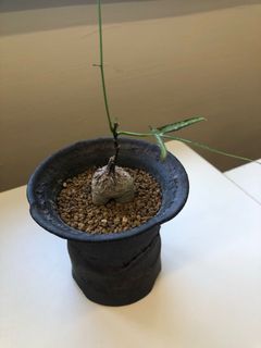 （分類：）位於 。 由 asd741288 提交（商品編號 1109867362，圖片 1）。簡介： 。