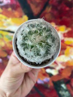(Category: ) located in . Submitted by growforlife (Listing ID 1109910242, Image 1). Description: .