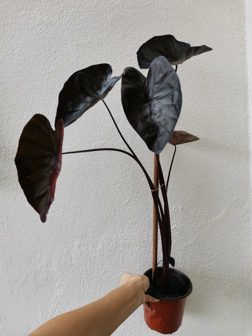 Colocasia Black Ripple Home Furniture Gardening On Carousell