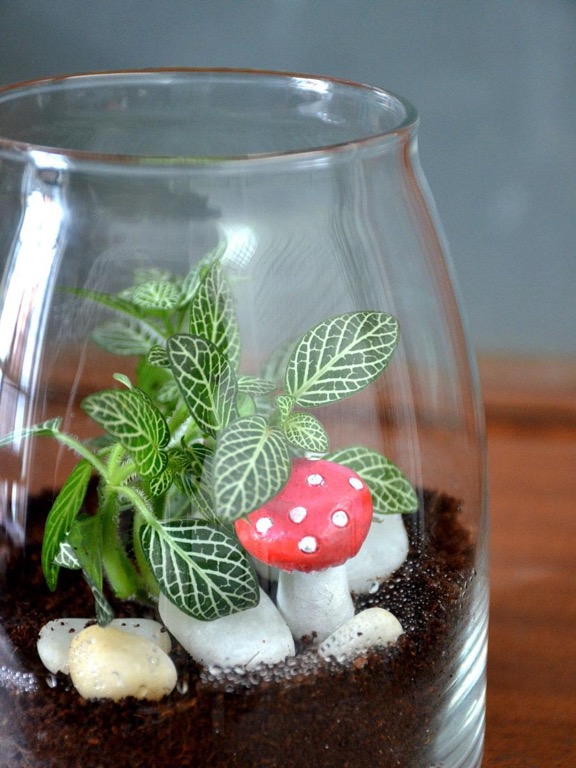 DIY Mini Jar Terrarium Kit, Hobbies & Toys, Stationery & Craft
