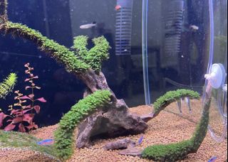 (Category: ) located in . Submitted by e.driftwood (Listing ID 1109821894, Image 1). Description: .
