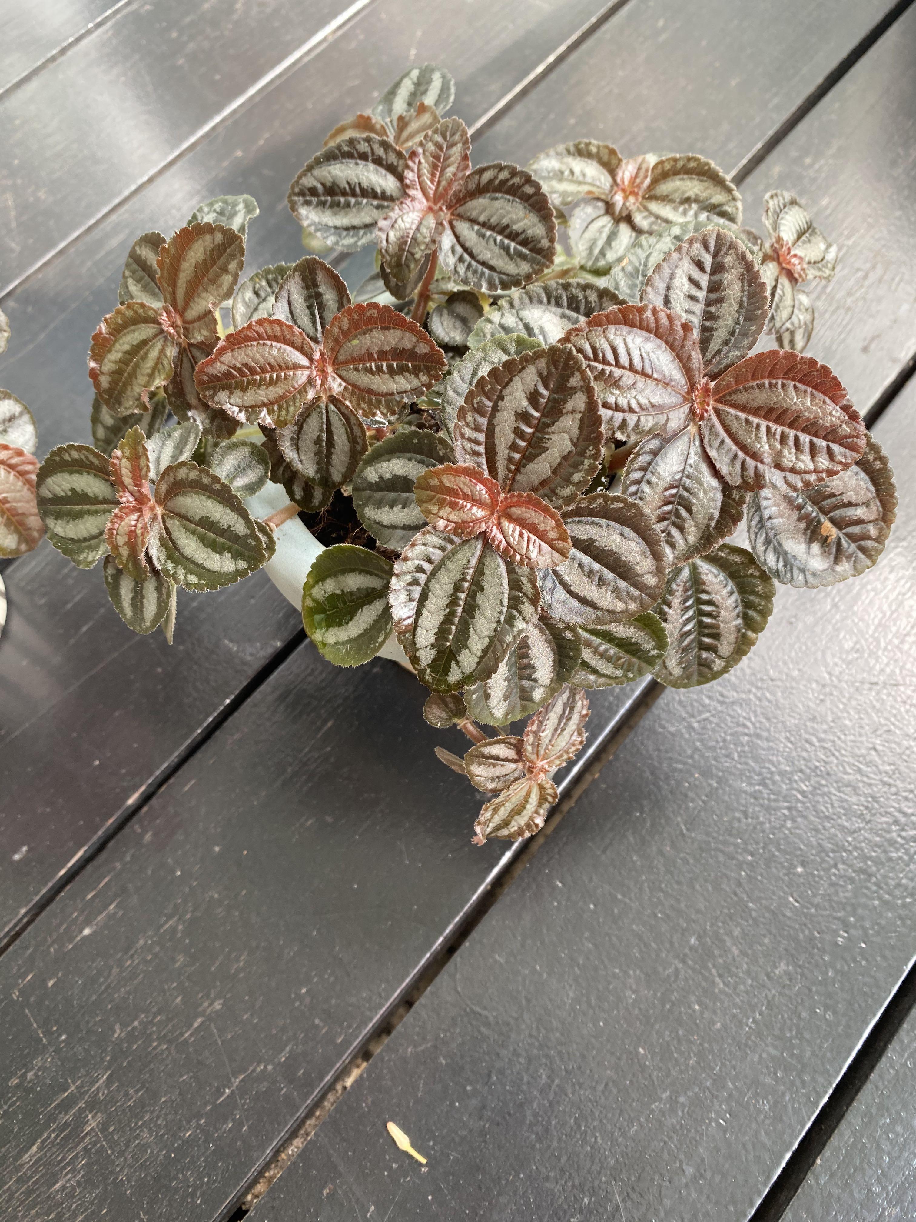 2 pots of Pilea involucrata Pan Am friendship plant pilea spruceana