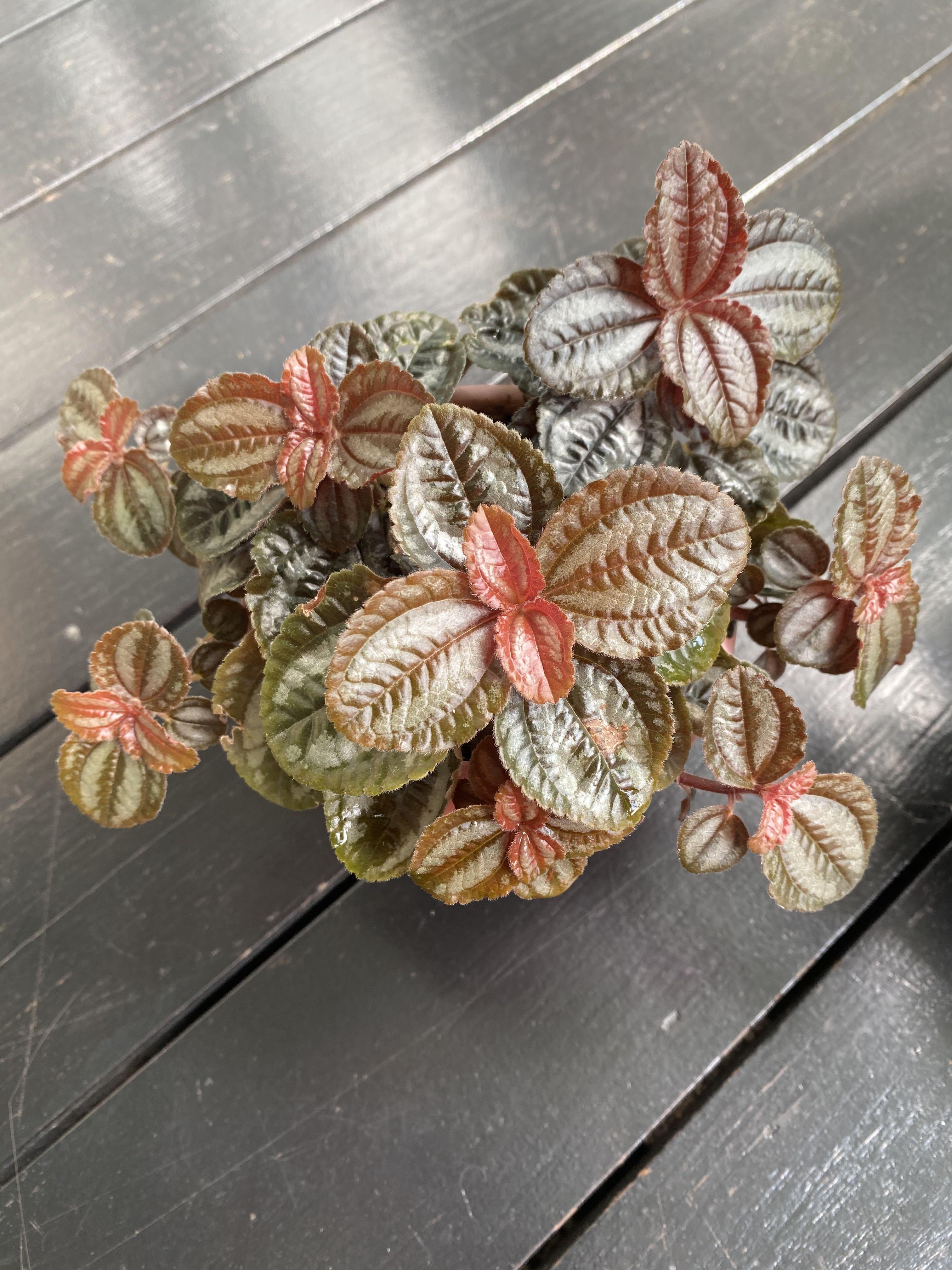 2 pots of Pilea involucrata Pan Am friendship plant pilea spruceana