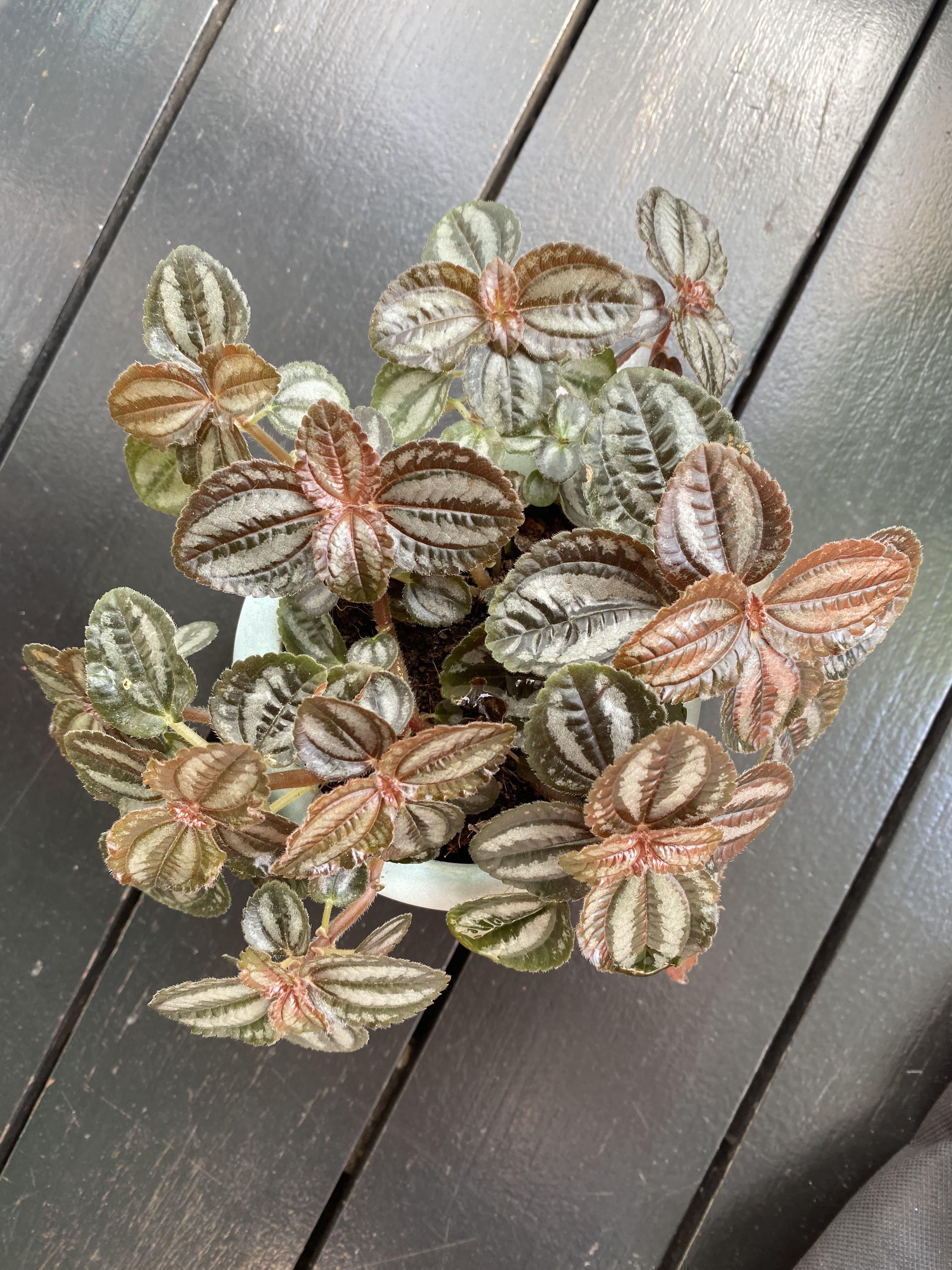 2 pots of Pilea involucrata Pan Am friendship plant pilea spruceana
