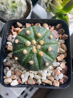(Category: ) located in . Submitted by growforlife (Listing ID 1110026866, Image 1). Description: .