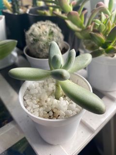 (Category: ) located in . Submitted by growforlife (Listing ID 1110075158, Image 1). Description: .