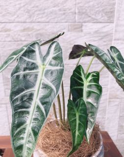 （分類：）位於 。 由 cc113_belice_backyard 提交（商品編號 1110049557，圖片 1）。簡介： 。