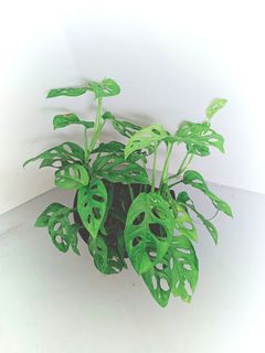 (Category: ) located in . Submitted by oxygenera (Listing ID 1109964573, Image 1). Description: .
