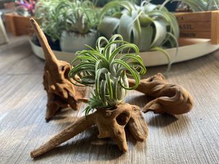 (Category: ) located in . Submitted by growforlife (Listing ID 1110066729, Image 1). Description: .