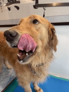 (Category: ) located in . Submitted by coco.grooming (Listing ID 1110068835, Image 1). Description: .