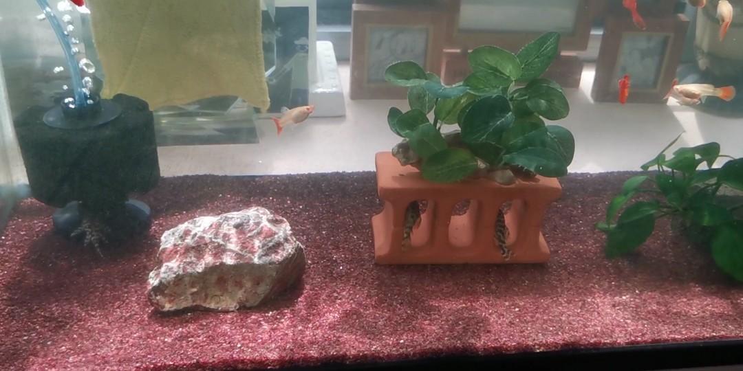 Red aquarium cheap sand