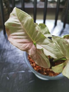 (Category: ) located in . Submitted by greenpatch_homegarden (Listing ID 1109985902, Image 1). Description: .