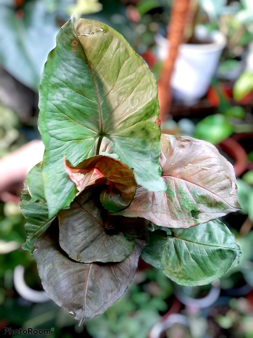 Syngonium Strawberry Ice Furniture Home Living Gardening Plants Seeds On Carousell Syngonium Strawberry Ice Furniture Home Living Gardening Plants Seeds On Carousell