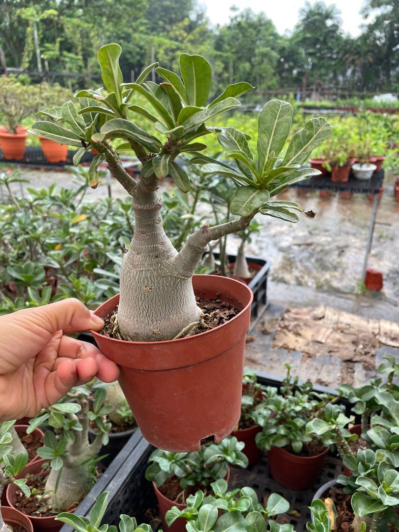 Adenium, Furniture & Home Living, Gardening, Plants & Seeds on Carousell