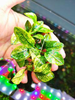 Ikea Fake Plant Fejka, Home u0026 Furniture, Gardening on Carousell