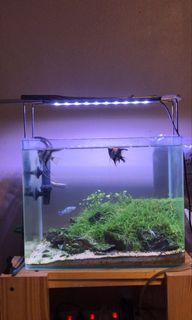 (Category: ) located in . Submitted by fkhreul (Listing ID 1110340362, Image 1). Description: .