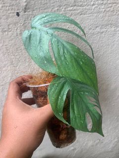 (Category: ) located in . Submitted by hilman_fikri (Listing ID 1110223653, Image 1). Description: .