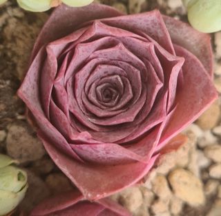 (Category: ) located in . Submitted by succulent.aurora (Listing ID 1110285276, Image 1). Description: .