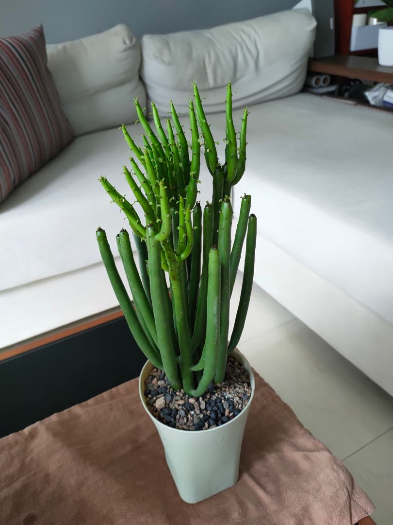Pencil Cactus Indoor Plant, Furniture & Home Living, Gardening
