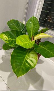 Philodendron Moonshine Gold