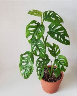 (Category: ) located in . Submitted by shoppingthrift (Listing ID 1110213609, Image 1). Description: .