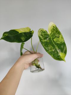 (Category: ) located in . Submitted by too.many.plants (Listing ID 1110207627, Image 1). Description: .