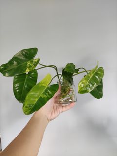 (Category: ) located in . Submitted by too.many.plants (Listing ID 1110206390, Image 1). Description: .