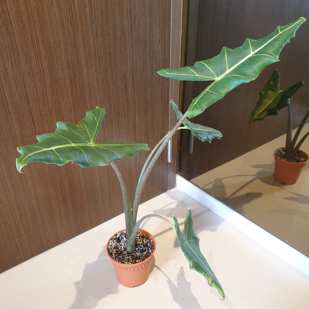 Alocasia Sarian, Furniture & Home Living, Gardening, Plants & Seeds on